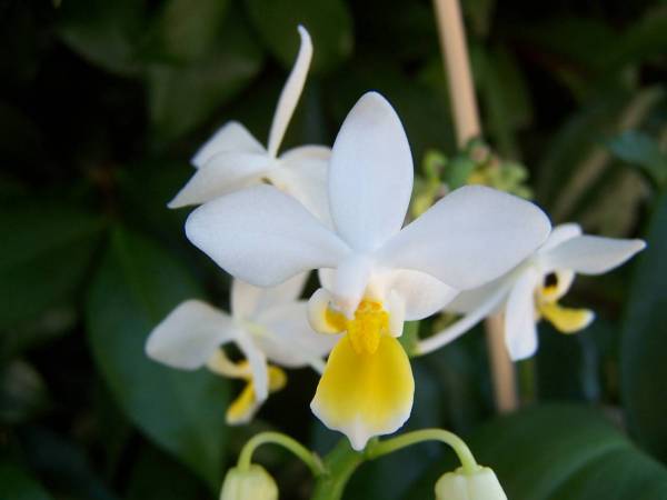 Phal. equestris v. aurea