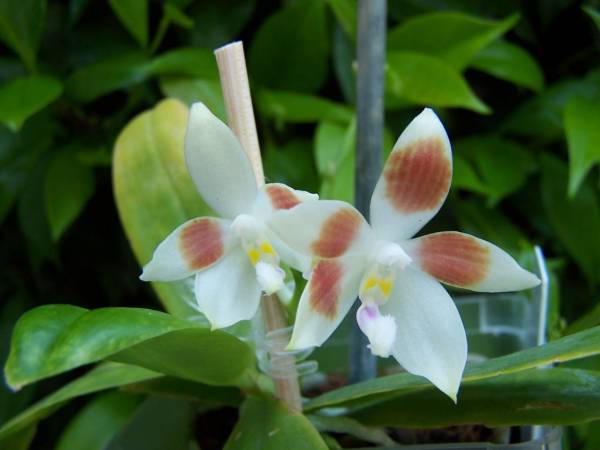 Phal. tetraspis var speciosa C#1