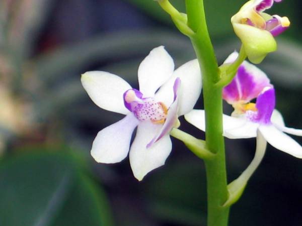 Phal NOID ???