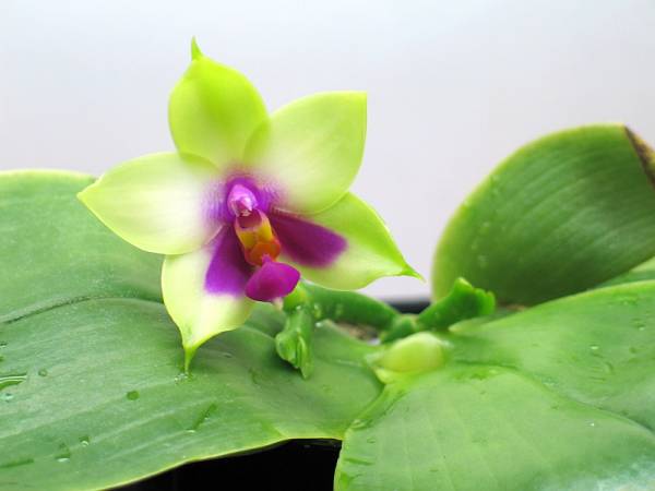 Phal_bellina_1_May_2009