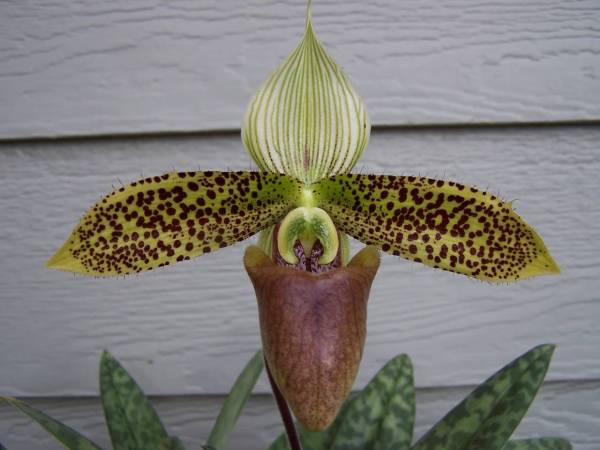 Paph. sukhakulii