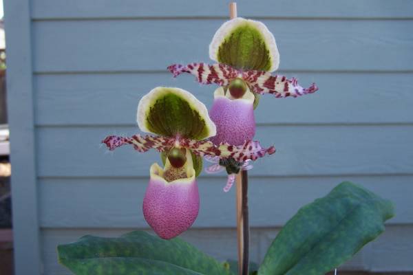 Paph. liemianum Winter 2010