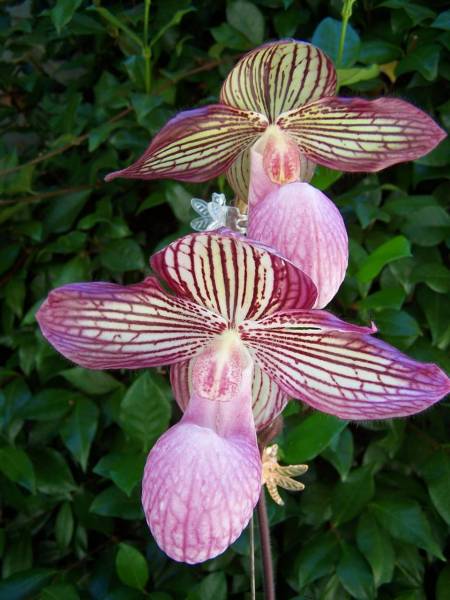 Paph. Gloria Naugel