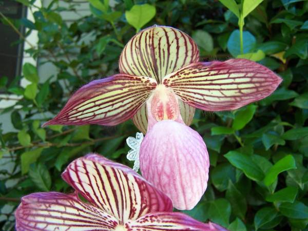 Paph. Gloria Naugel