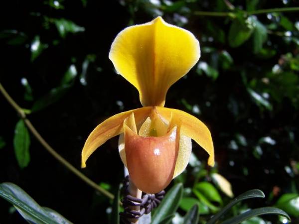 Paph. helenae