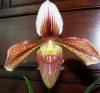 Paph_Caraibe_fa_13.jpg