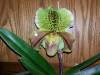 Paph_Galway_wn_13.jpg