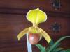 Paph_helenae_wn_13_2_.JPG