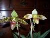 Paph_suhakulii_wn_13.JPG