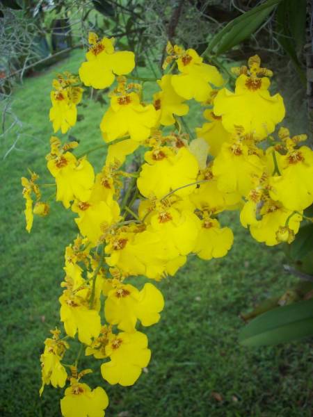 lemon sented burana beauty