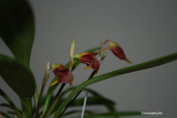 Masdevallia cosmia