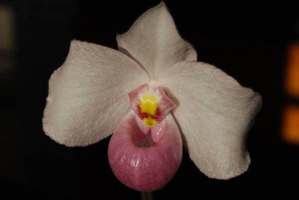 Paphiopedilum delenatii