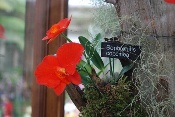 Sophronitis coccinea