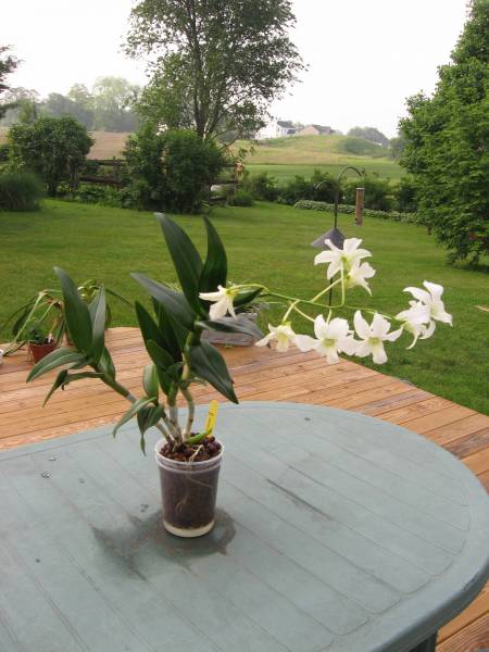 Dendrobium 'Emma White'