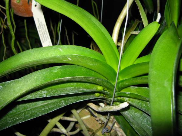 Rhynchostylis coelestris - June 2010