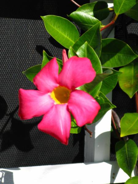 Mandevilla - Aug 2010