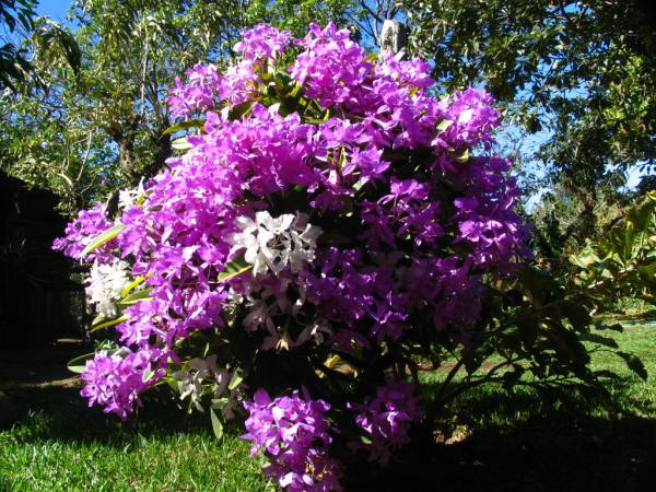 Guarianthe skinneri sp and var. oculata