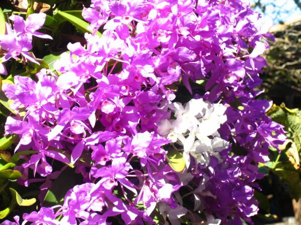 Guarianthe skinneri sp and var. oculata