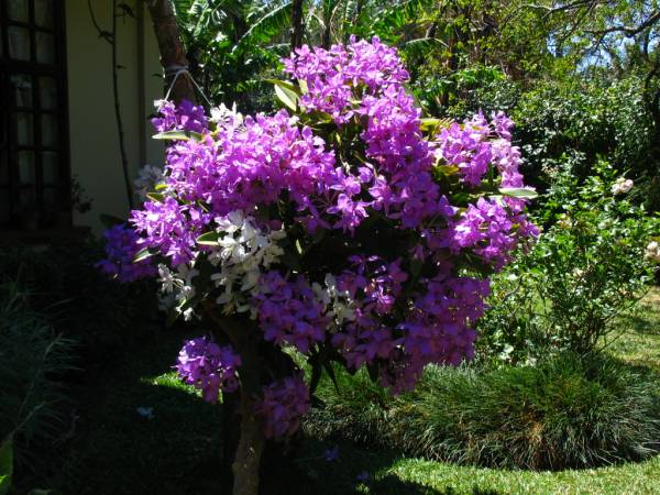 Guarianthe skinneri sp and var. oculata