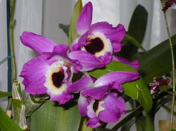 Dendrobium Hot Pulany 'Kibi'