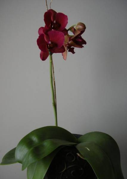 Red Phalaenopsis