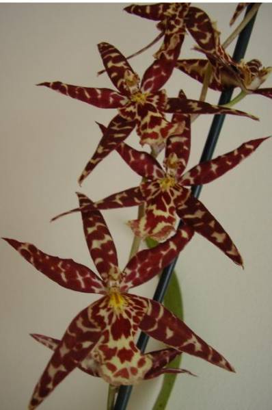 Sanderara Black Star 'Pacific Red Star'