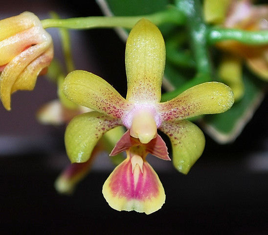 Phal_deliciosa2