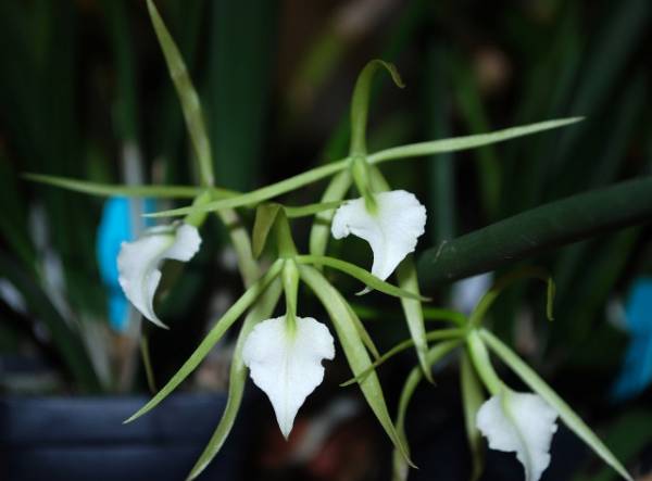 Brassavola cordata