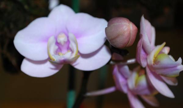 Phal. Nobby's Amy