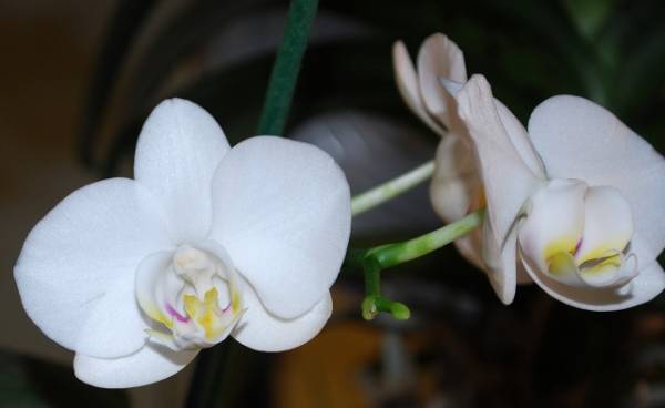 Phal. amabilis