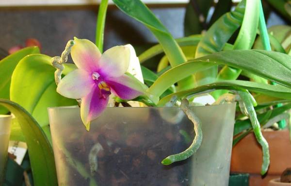 Phal. bellina