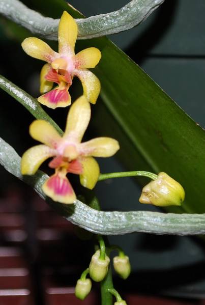 Phal deliciosa