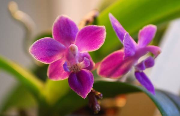 Phal. equestris