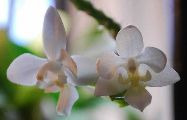 Phal. equestris v. alba