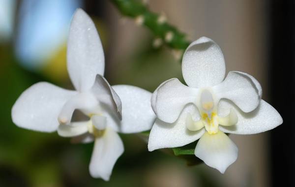 Phal. equestris v. alba