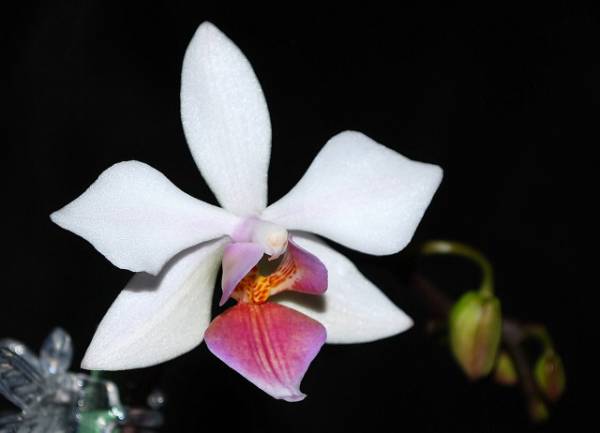 Phal. Intermedia