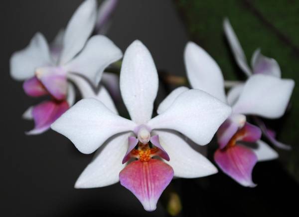 Phal. intermedia 2