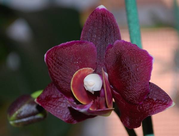 Phal. NoID &quot;black&quot;