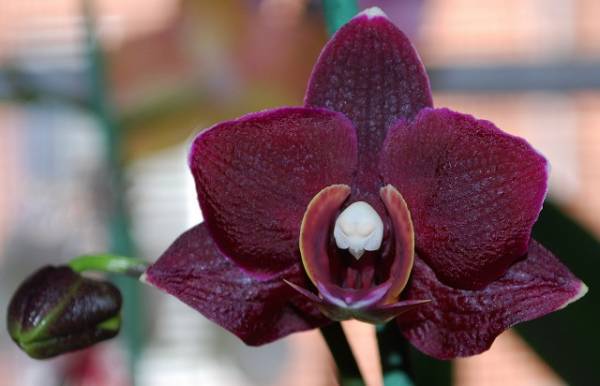 Phal. NoID &quot;black&quot;