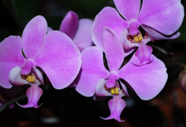 Phal. schilleriana