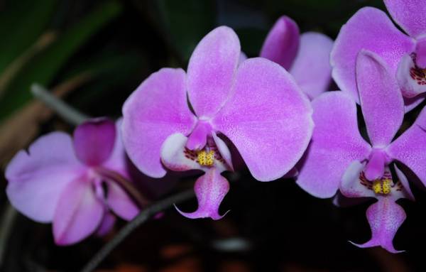 Phal. schilleriana