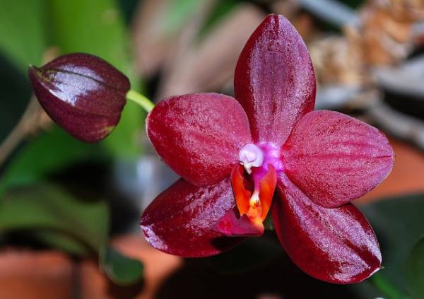 Phal. Sogo Grape