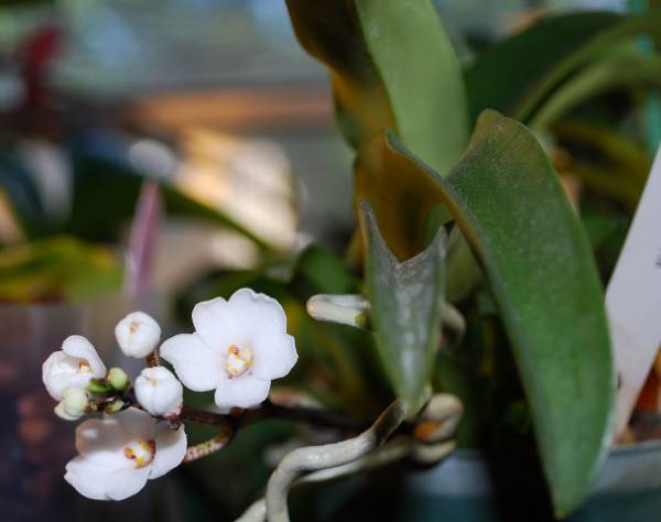 Sarcochilus hartmannii