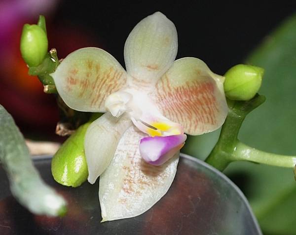 Phal. modesta x javanica