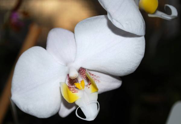 Phal. philippinense