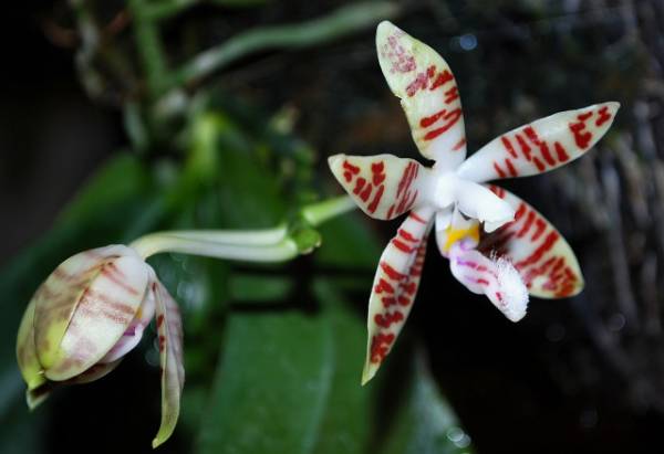 Phal. sumatrana