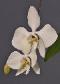 Wanted Phal. Amabilis forms