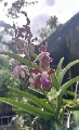 Vanda tessellatas for trade (for other vandas...