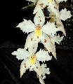 Odontoglossum crispum