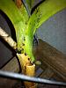 Sick Vanda ?thrips, scales, mites or other-sick-vanda-4-2-jpg